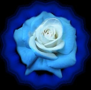 Blauwwitteroos